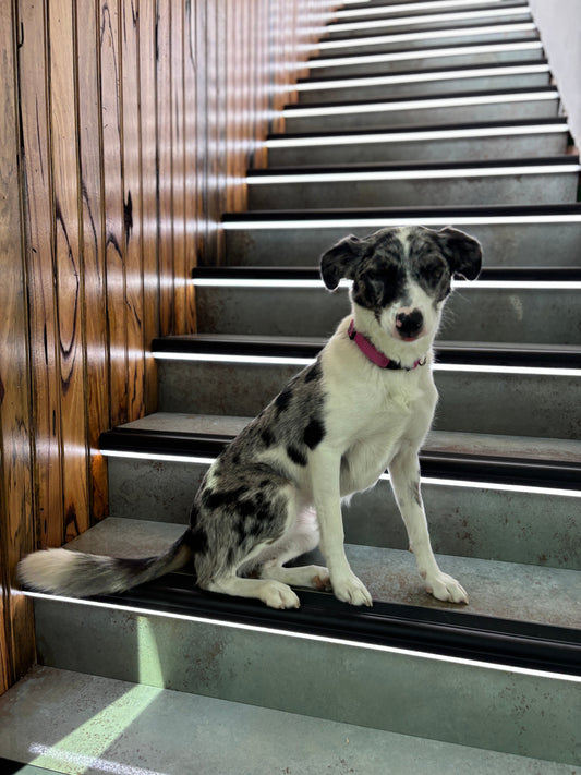 A Smarter, Safer Way to Illuminate Your Stairs
