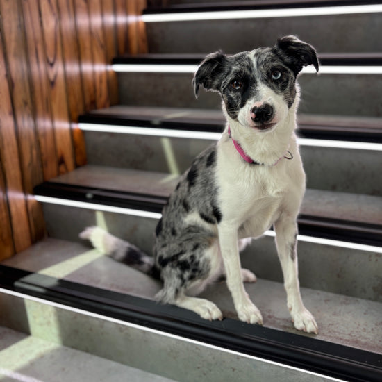 LED Light Up Stair Treads