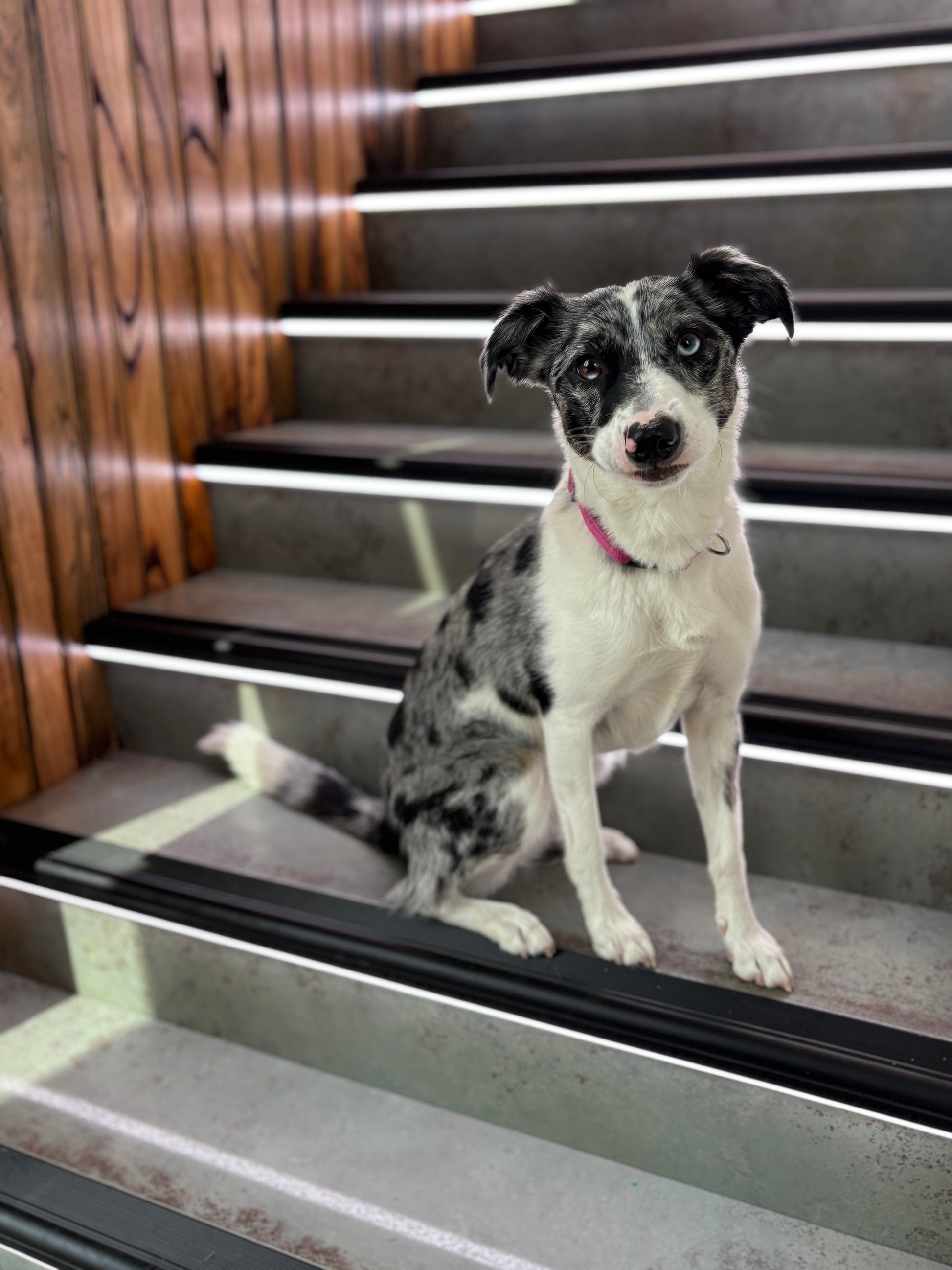 LED Light Up Stair Treads